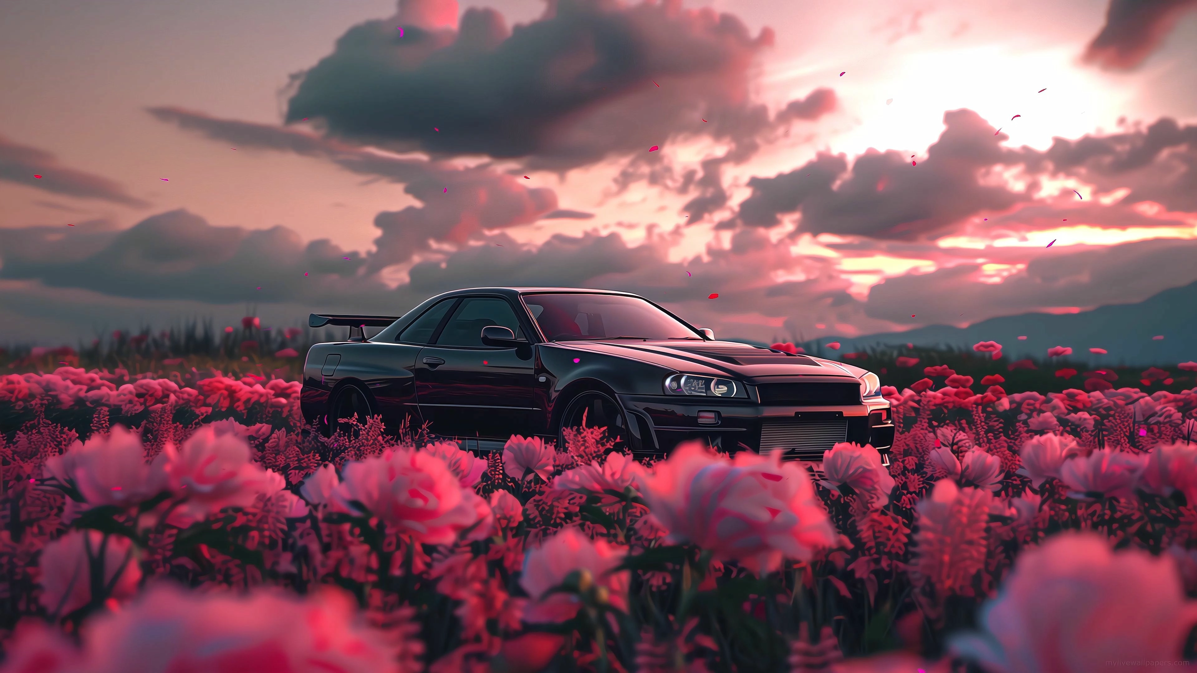 Skyline Sakura (Live) banner