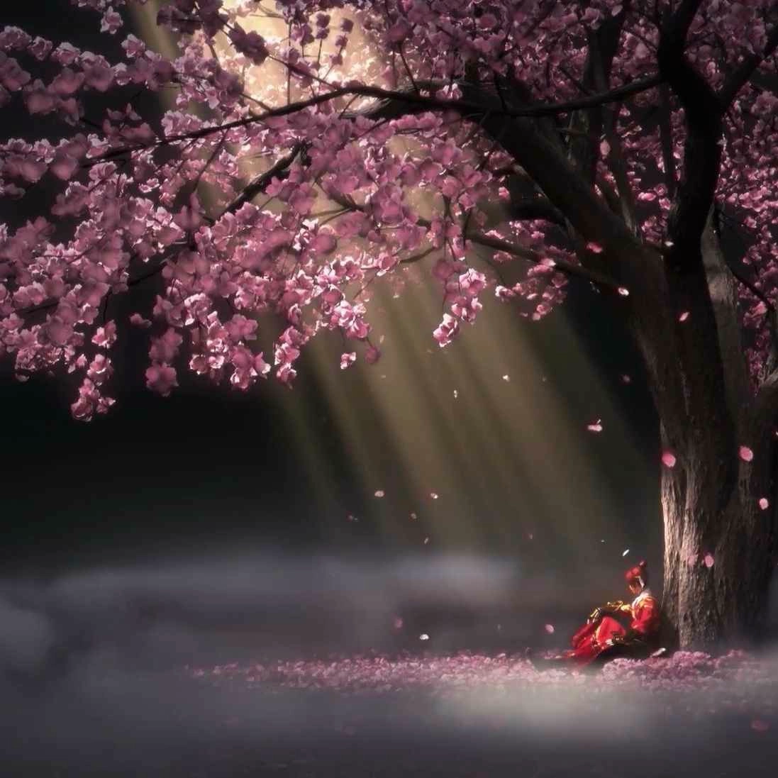 Cherry Blossom Falling Girl (Live) - Seelen Wallpaper
