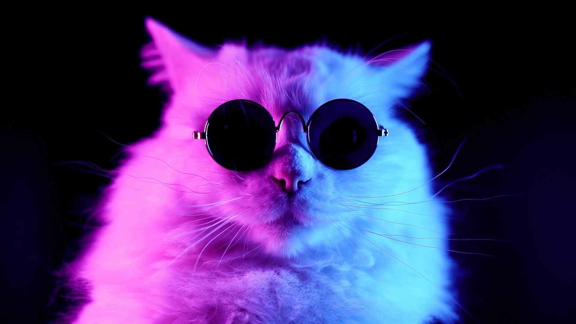 Cat Wearing Glasses (Live) - Wallpaper screenshot - Seelen UI