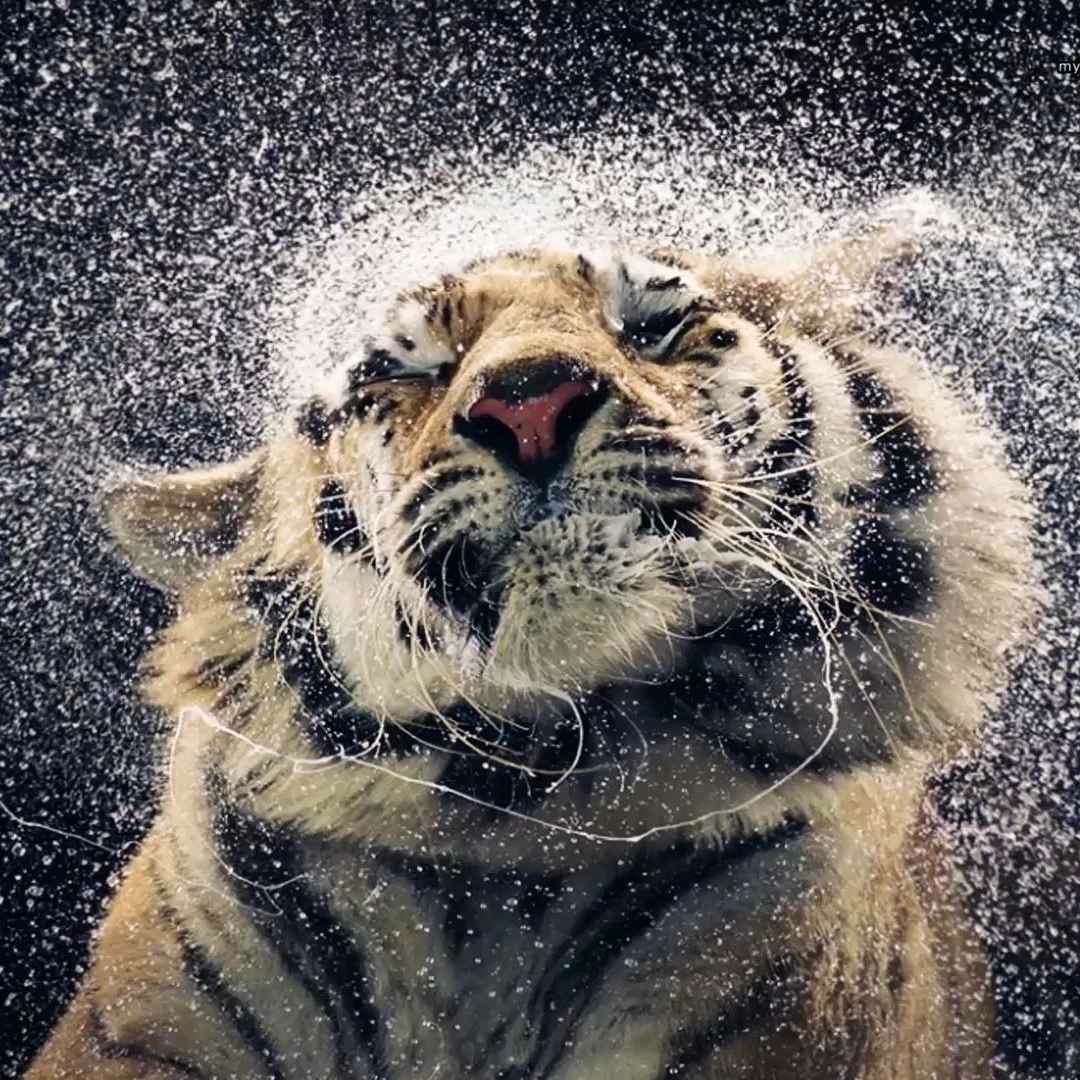 Wet Tiger Shake (Motion) - Seelen Wallpaper