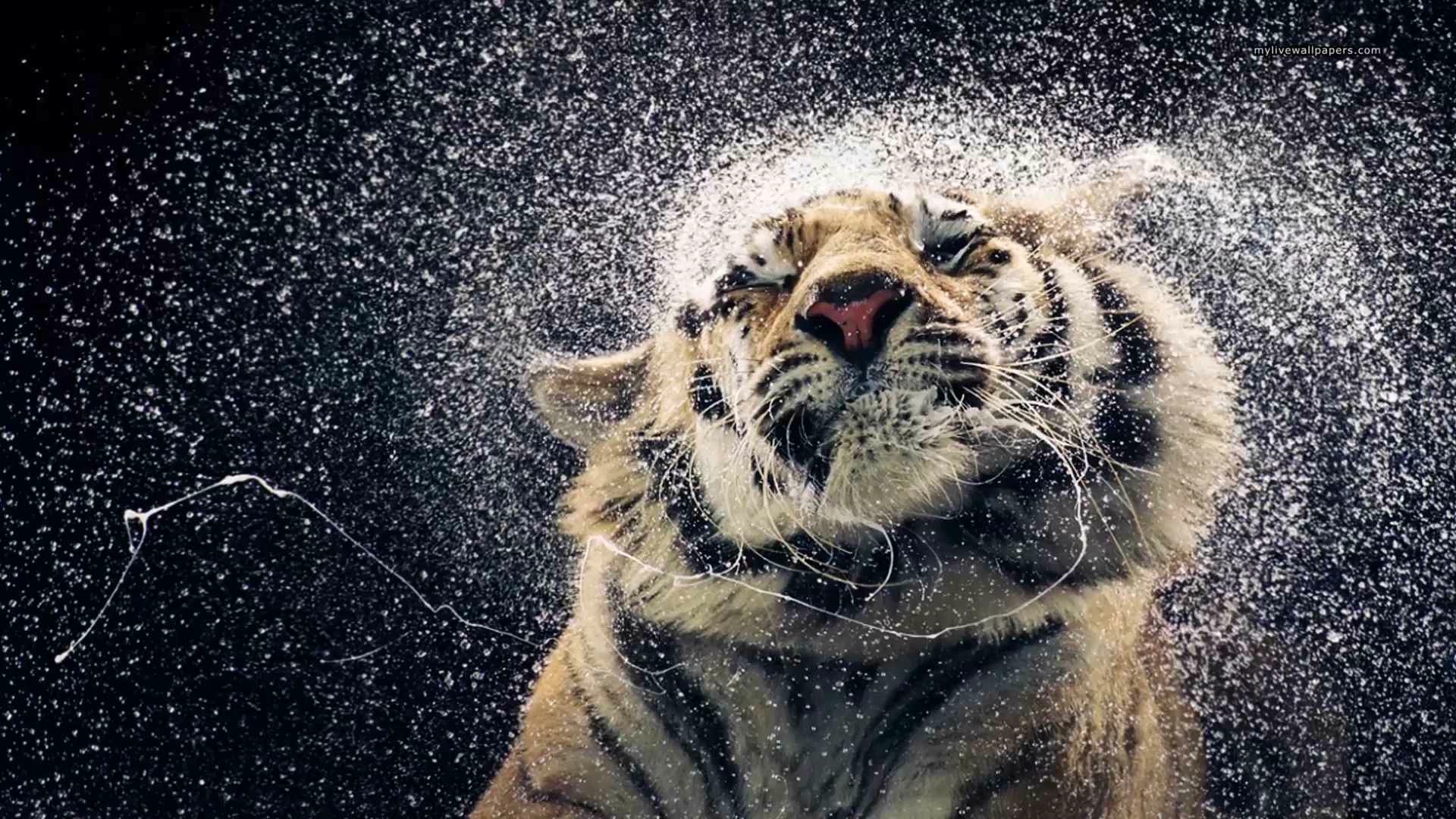 Wet Tiger Shake (Motion) - Wallpaper screenshot - Seelen UI