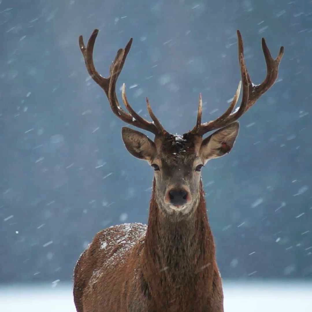 Deer In The Snow (Snow) - Seelen Wallpaper
