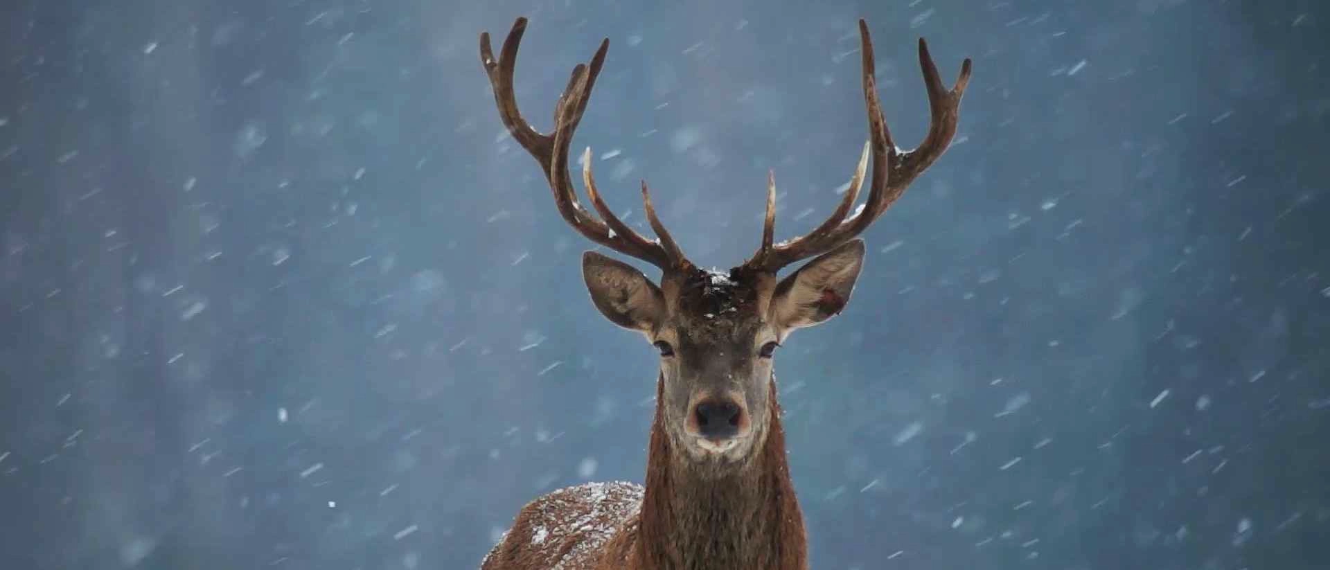 Deer In The Snow (Snow) banner