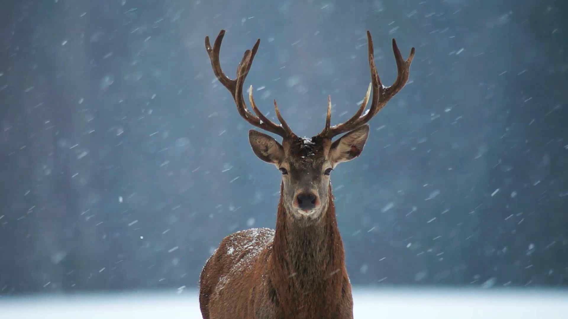 Deer In The Snow (Snow) - Wallpaper screenshot - Seelen UI